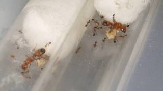 Solenopsis geminata - INSTOCK + quick tips