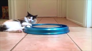 Kichi's Unboxing & Review: Bergan Turbo Scratcher Cat Toy