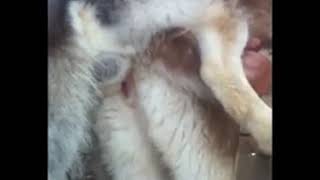 Purebred Siberian Husky Dog Mating - Rear and Knot View - Assisted breeding