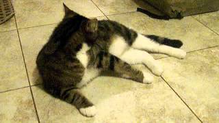 Catelina, Artemis, and Xavier with Catnip Socks!