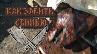 Как правильно забить свинью //Жизнь в деревне