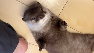 怒られているのに何故かくっついて離れないカワウソ I was angry with the otter, but it still stuck around and wouldn't leave.