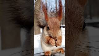 Длинноухий / Long - eared