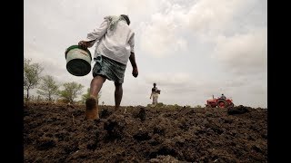 India’s struggling farmers find seeds of hope in heritage crops