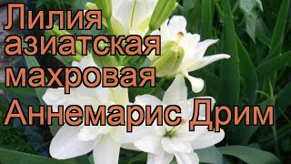 Лилия азиатская махровая Аннемарис Дрим ? обзор: как сажать, луковицы лилии Аннемарис Дрим