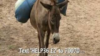 WVS Donkey Appeal