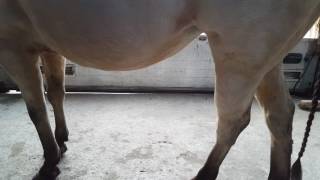 Foal kicking in belly