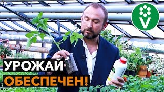 Быстрее, выше, сильнее! РАССАДА ТОМАТОВ будет в 2 раза лучше!