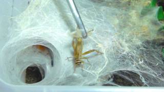 Chromatopelma cyaneopubescens - feeding / Fütterung HD