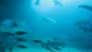 aliwal dive centre raggies
