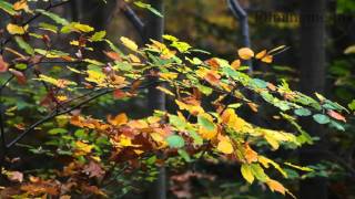Polarizing filter on Samsung NX2000 and Tokina 80-200 mm lens