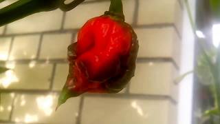 САМЫЙ ОСТРЫЙ перец в мире Carolina reaper!!! Выращивание.