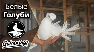 БЕЛЫЕ ДВУХЧУБЫЕ ГОЛУБИ /  PIGEONS / TAUBE #Gulsarinfo©