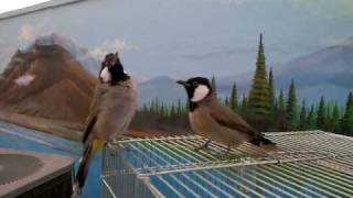 بلابل بو فارس ربوه هدد 2 bulbul
