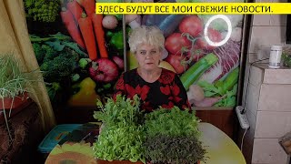 ОГОРОДНАЯ АЗБУКА ОЛЬГИ ЧЕРНОВОЙ НА ЯНДЕКС ДЗЕН.