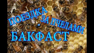 Поездка за пчелами Бакфаст в Чашники (Беларусь) к Василию Крелю. Инженер Андрей.