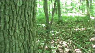 Wood Knocking Part 3