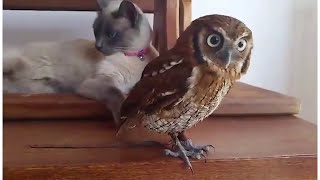 Baby Owl And Curious Cat Are Best Friends | CatNips