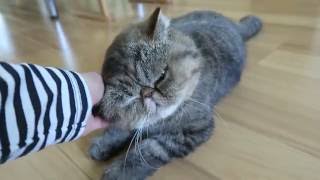 換毛期で毛だらけ笑エキゾチックの猫はちゅねちゃん
