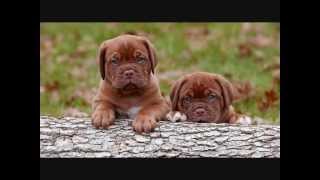 Все породы собак.Бордоский дог (Французский мастиф) (Dogue De Bordeaux)