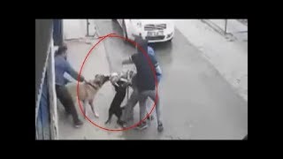 Кангал против Питбулла !!!