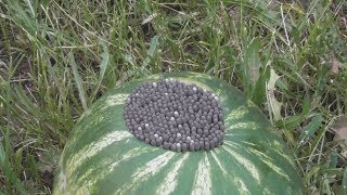 Бенгальские свечи
