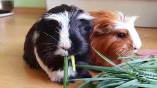Морские свинки и трава... трава.. много травы)) / Guinea pigs