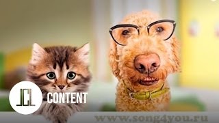 Прикольное поздравление "С днем рождения" мужчине   JCL Media