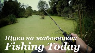 Способы ловли щуки по "Жабовникам" - Fishing Today