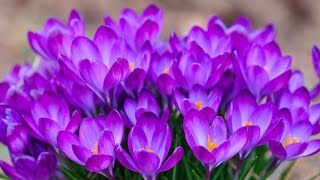 Крокусы - посадка, вегетация. уход
