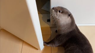 カワウソが家の中のあらゆる扉を開けまくる！！ otter opens every door in the house!