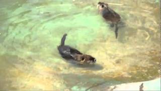 Nutrias(nutrija)Mother Nature Zoo.....