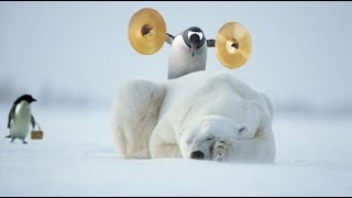 Αστείες Στιγμές Με Διάφορα Ζώα! Funny Animal Fail Compliation (HQ)