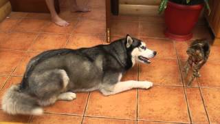 husky meets a cat хаски знакомится с кошкой