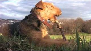 Airedale Terrier