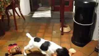 Springer puppy 'eating' bubbles