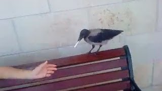 Умора! Ворона с сигаретой. Одесса