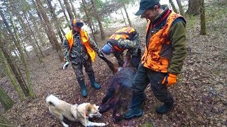 Охота #227 загонная на кабана
