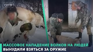 Верхотурье выходит на бой с волками