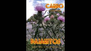 Pajaritos - Cardo - full albun