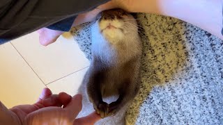 カワウソと仲直り？の握手をして仲を深めた！ Shaking hands with an otter to make up!