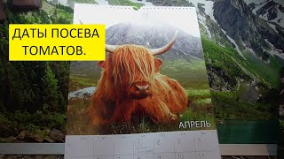 Когда начинать сеять томаты? 