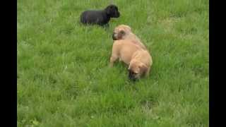 Cane Corso Puppies For Sale