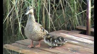 Patka i pačići-WILD DUCK