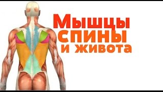 Видео-урок по анатомии . Мышцы спины и живота / М'язи спини і живота