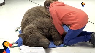LIVE: Grizzly Bear Gets Medical Exam at Wild Animal Sanctuary | The Dodo LIVE