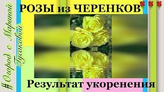??? 560. Розы – результат укоренения после осенней обрезки. Rose ???