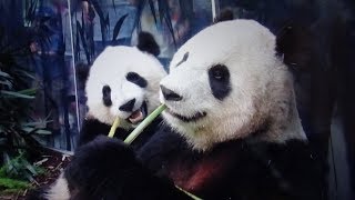 Panda Mama Er Shun & Son Jia Panpan at Calgary Zoo (June 2018)