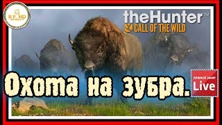 ОХОТА НА ЗУБРА. theHunter: Call of the Wild.