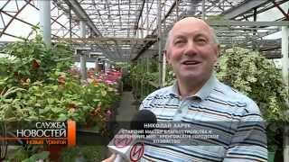 В теплицах «Уренгойского городского хозяйства» выращивают более 150 тысяч цветов.